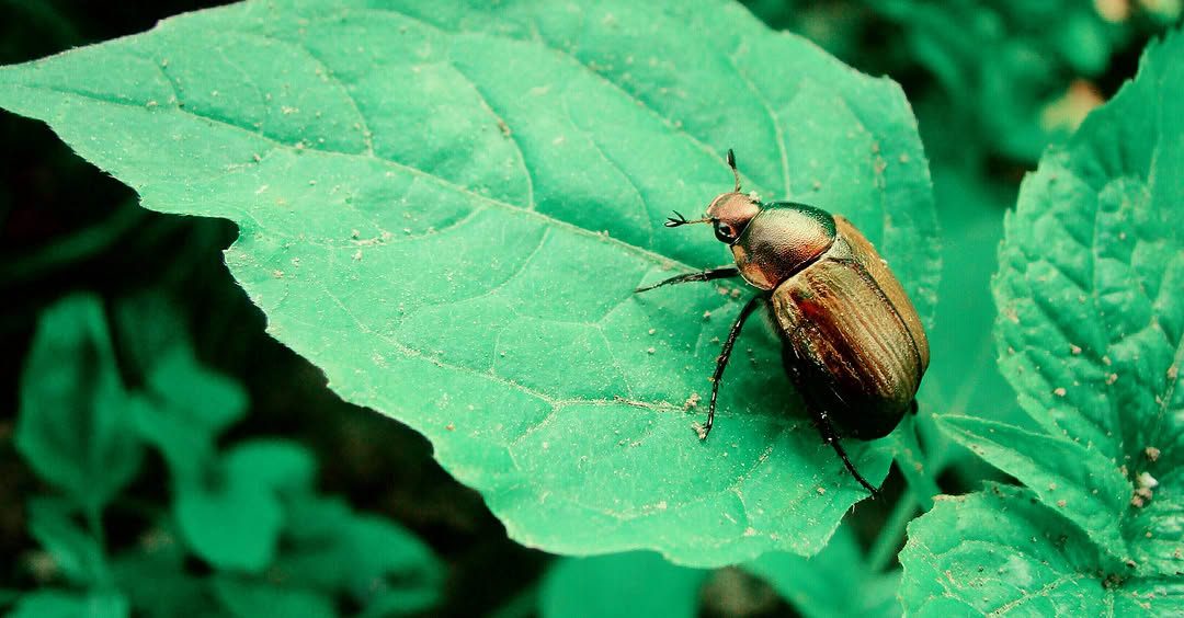 Japanese beetle on a leaf