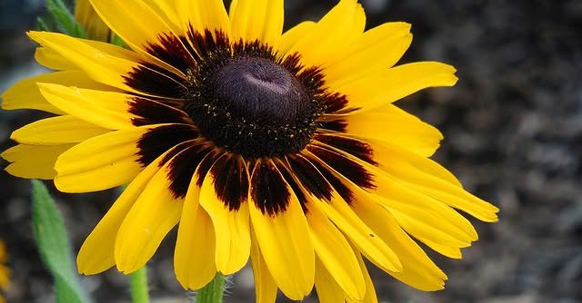 Black-eyed Susan in bloom