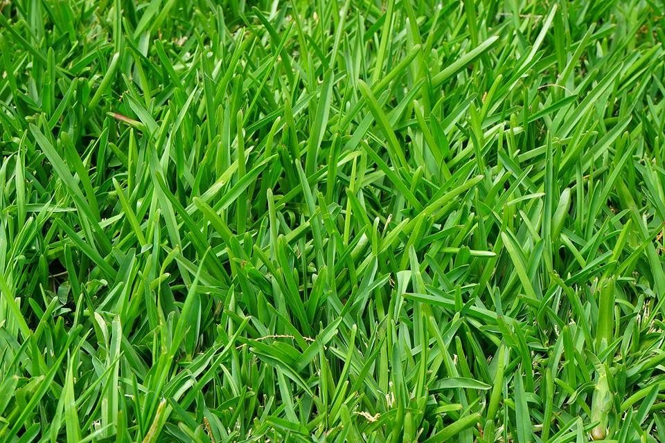 Thick, healthy green turf
